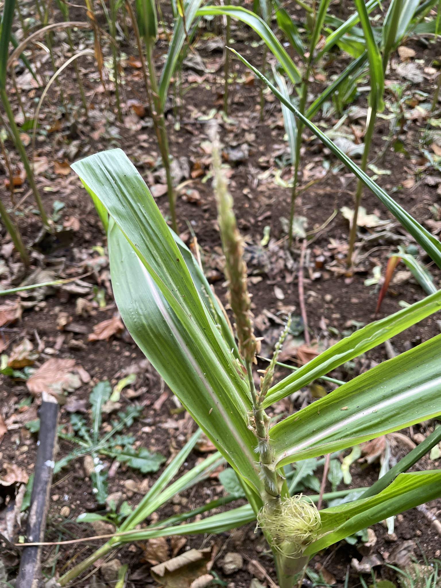 Zea mays